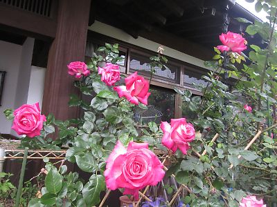IMG_ed22.JPG