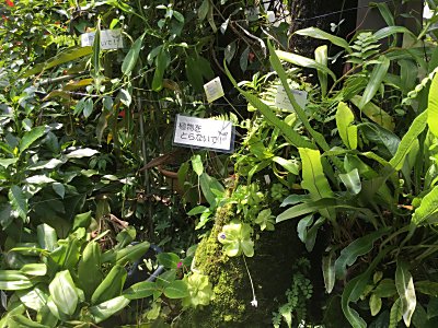 京都府立植物園冷房室.jpg