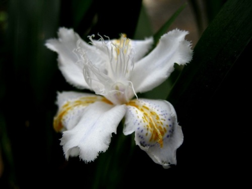 シャガの花 早春 3月中旬 2回目 の高尾山での自然観察 その5 しろうと自然科学者の自然観察日記 楽天ブログ