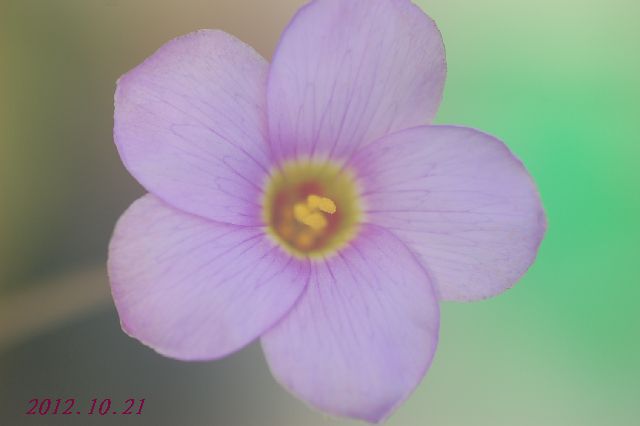DSC_4130.JPG