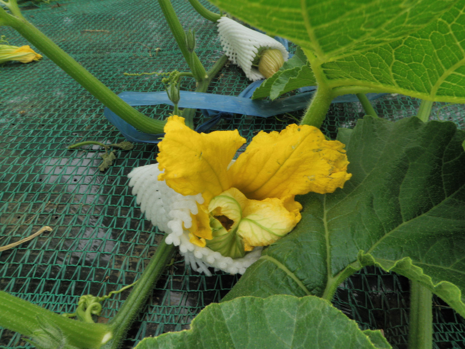 南瓜の花.JPG