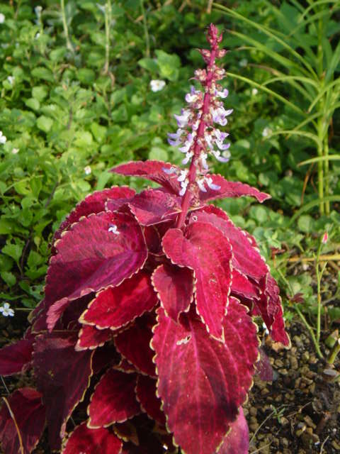 DSC09151.JPG