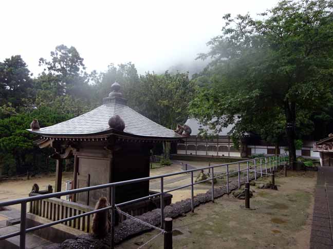 雨の日の猿君 (3).JPG