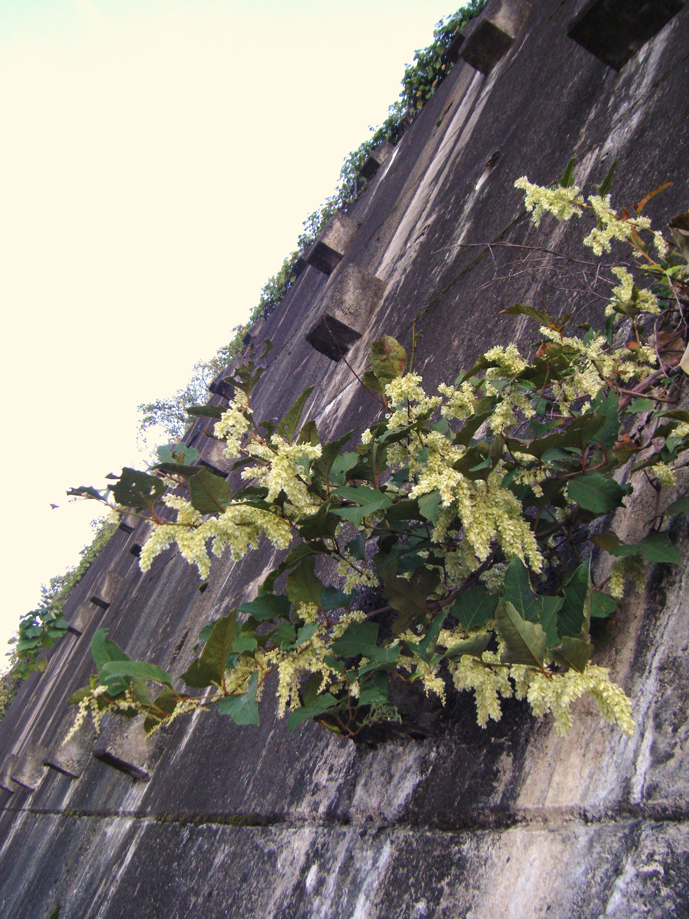 DSCF1332.jpg