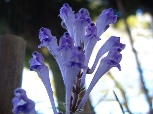 タツナミソウ 立浪草 の花 花の咲き方が 打ち寄せる波が波立った時の泡のように見えることから名づけられたそうです しろうと自然科学者の自然観察日記 楽天ブログ