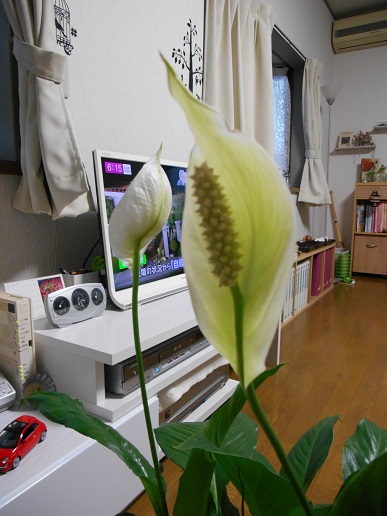 DSCN1519a.JPG