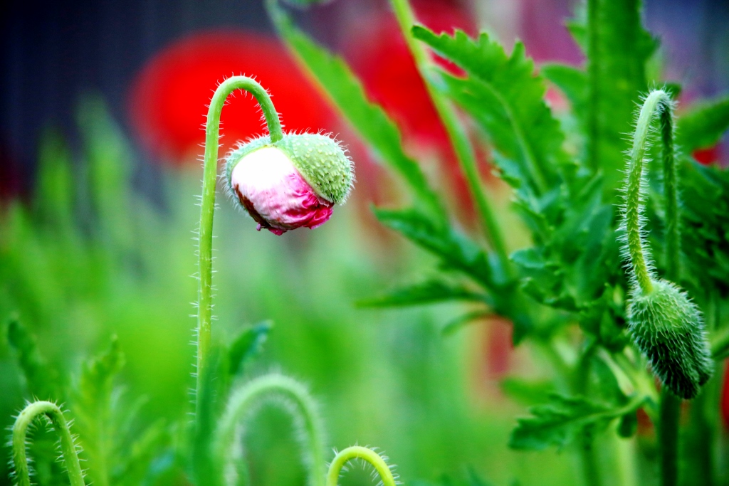 B97A2349 (1024x683).jpg