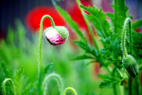 B97A2349 (1024x683).jpg