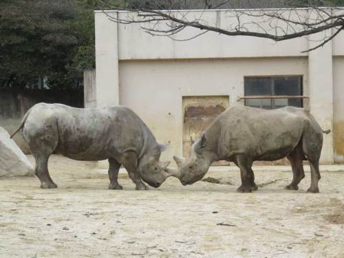 安佐動物公園 Leibstandarte Mituki Hayase 楽天ブログ