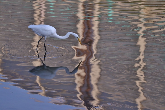 CJ9I0563 (640x427).jpg