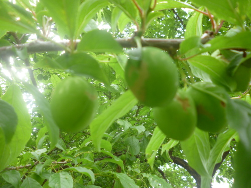 プラム６月