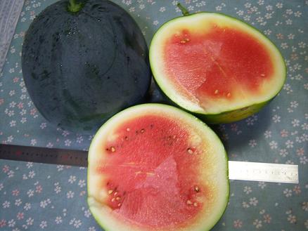 初スイカ・2.JPG