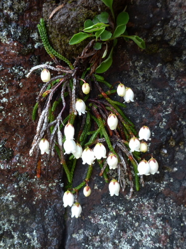 浅間外輪山の花6.jpg