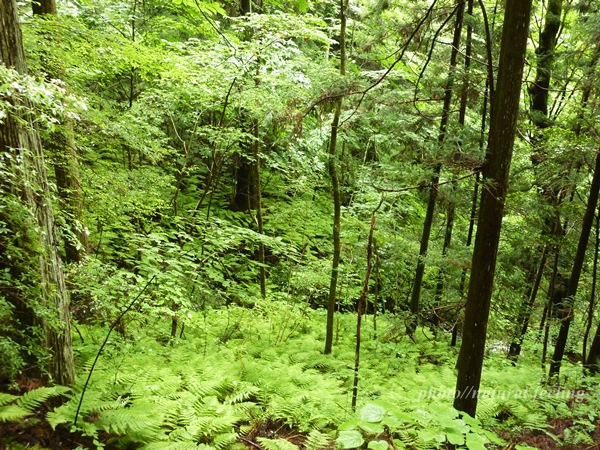 6－5－岩屋寺までの参道の緑.JPG