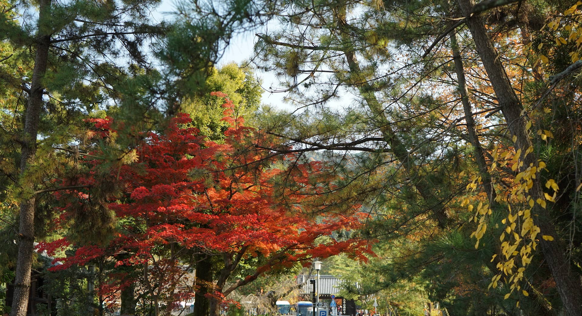 紅葉　南禅寺前.jpg