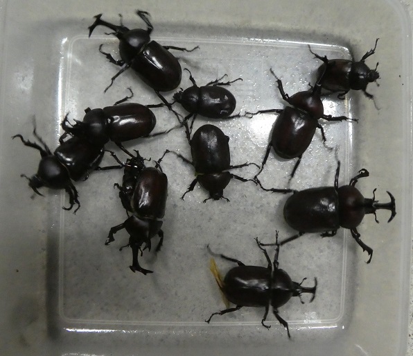 2024.7.16採集③-15%k.jpg