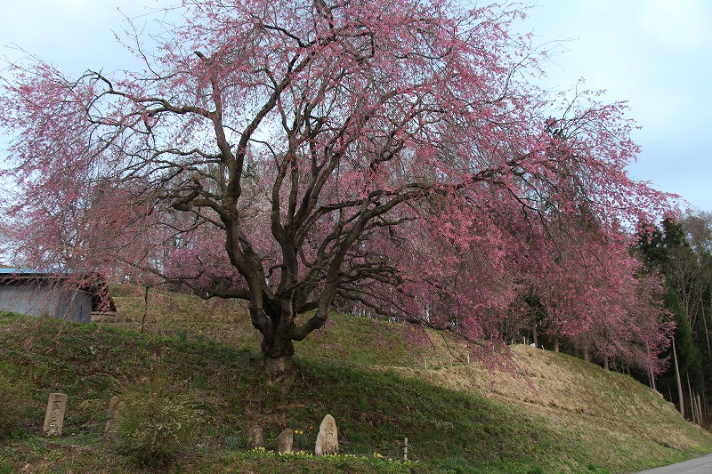 42215小川村立谷のエドヒガン桜.jpg