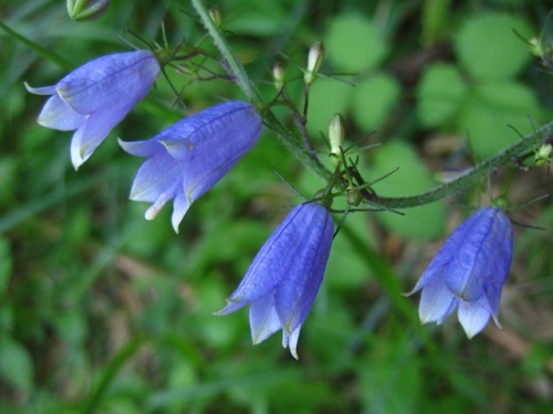 ツリガネニンジンの花 気仙沼大島での秋の植物観察 その23 しろうと自然科学者の自然観察日記 楽天ブログ