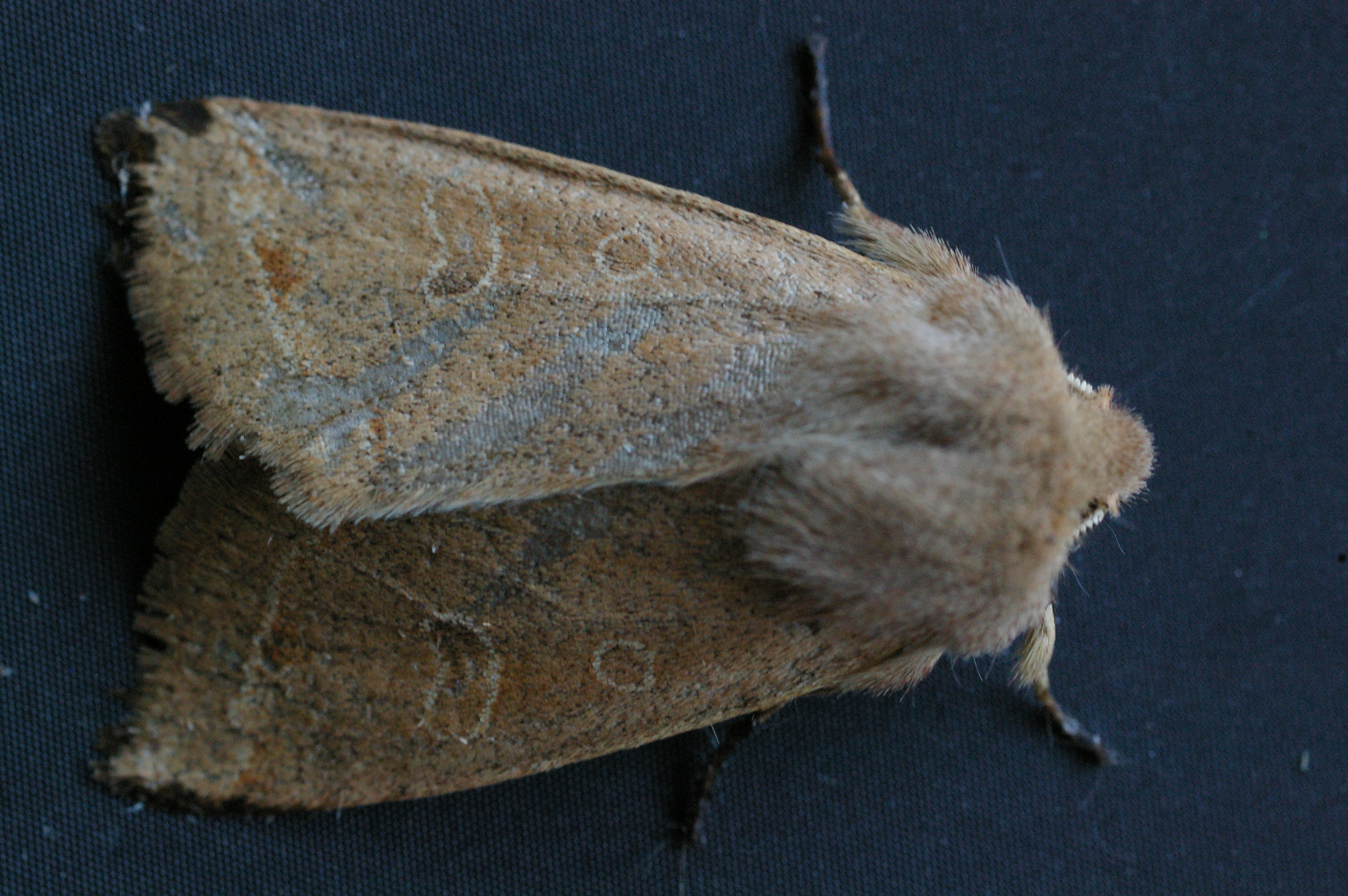 クロミミキリガ