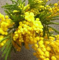 mimoza.jpg