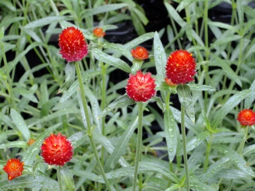 DSCF5500 (800x600).jpg