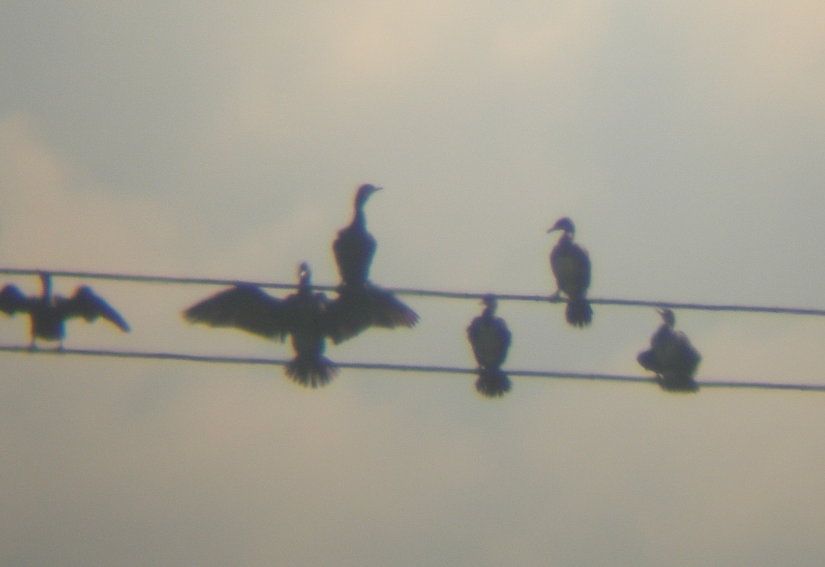 送電線に止まるカワウ.jpg
