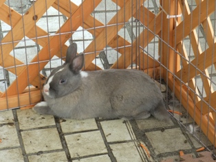 ふれあい動物園のうさぎ