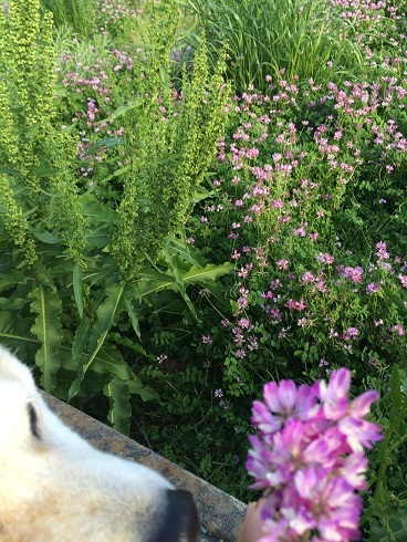 IMG_1395 - コピー.JPG