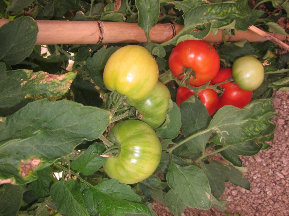 tomato-01.jpg