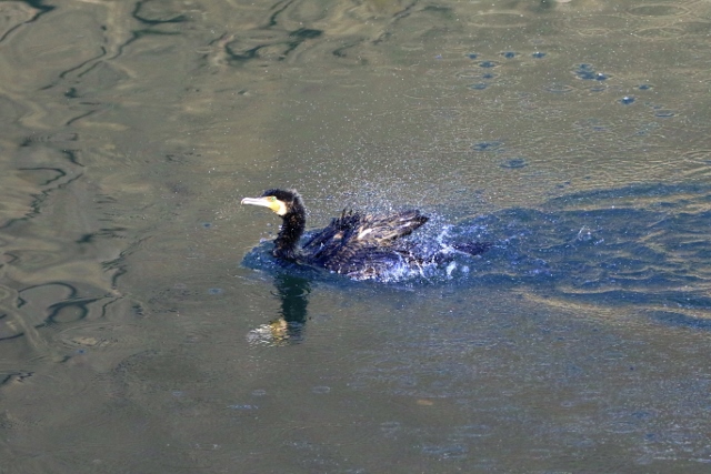 P95A5302 (640x427).jpg