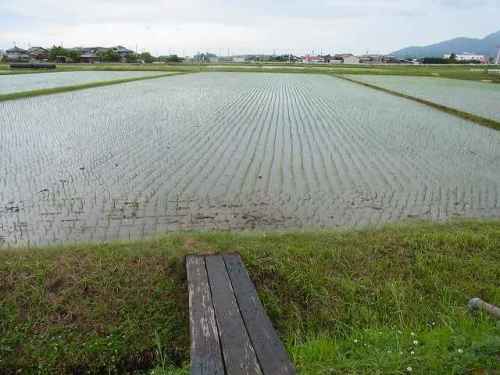 田植終わり.jpg