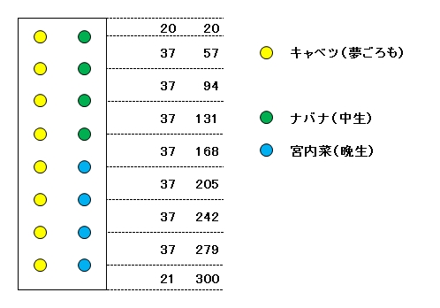 03夢ごろも・ナバナ配置図