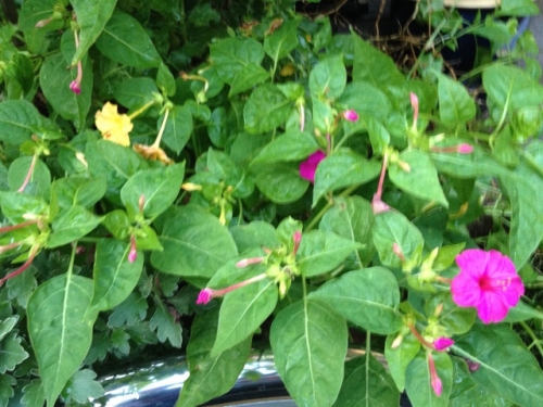 IMG_1354 (640x480).jpg