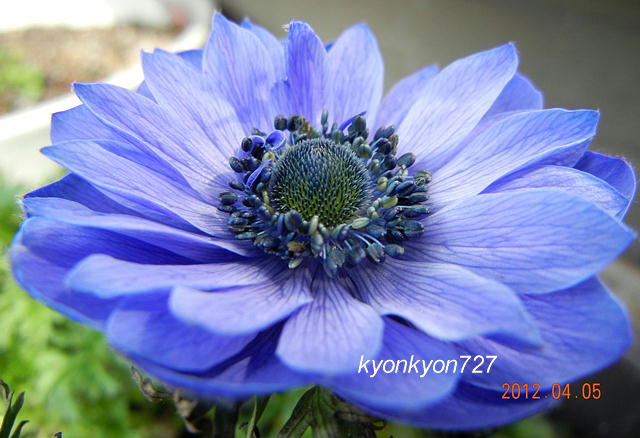 anemone4