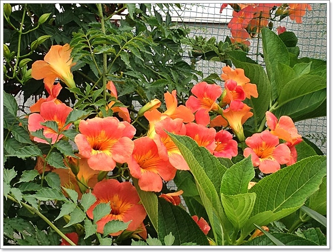 ノウゼンカズラ_2014-07-17_11-10-42.JPG