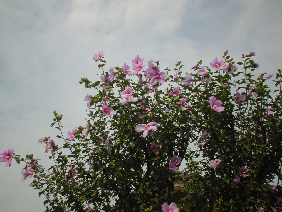 DSC00017  s.JPG