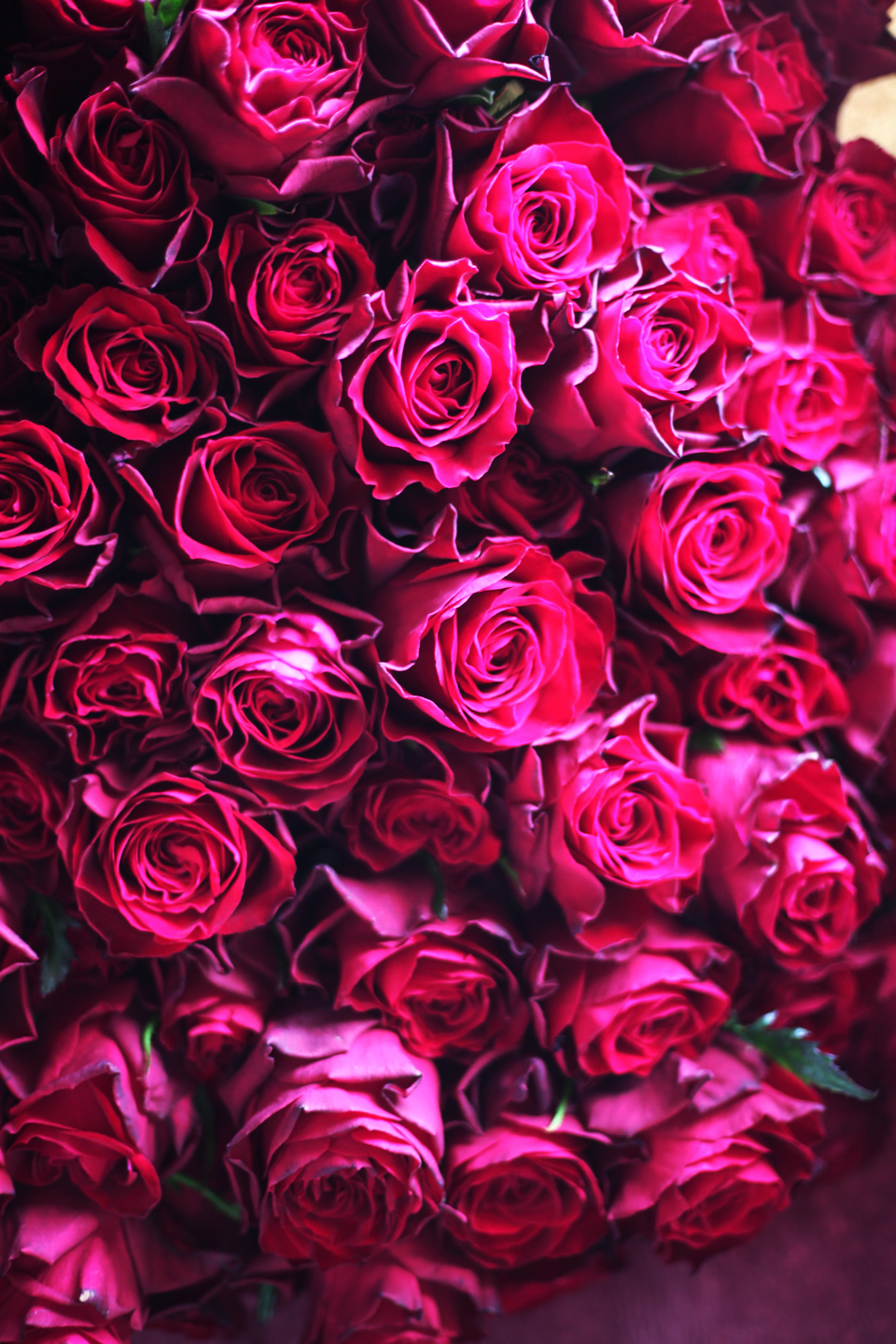 red54450-1-2.jpg