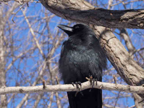 カラスを襲う馬鹿男ども 歩世亜のつぶやき 楽天ブログ