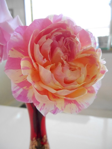 DSCN1716a.JPG