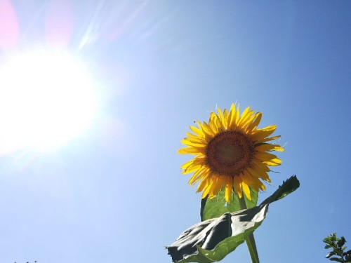 ギラギラ太陽と向日葵2022.jpg
