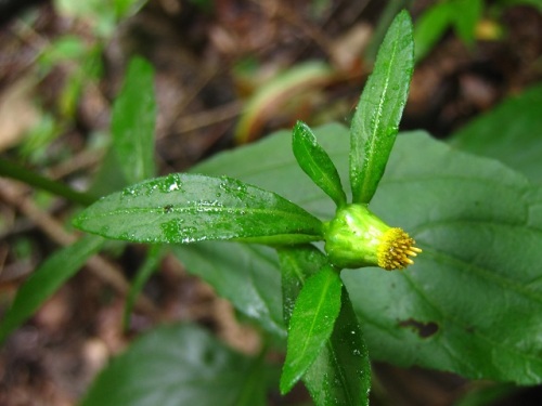 ガンクビソウの花 夏 8月下旬 の高尾山での自然観察 その6 しろうと自然科学者の自然観察日記 楽天ブログ