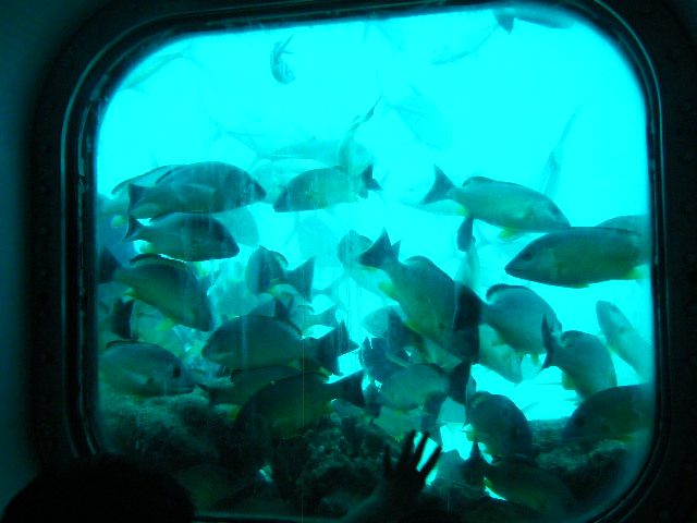 グアム旅行 フィッシュアイマリンパーク (20).JPG