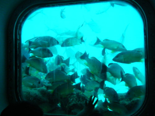 グアム旅行 フィッシュアイマリンパーク (20).JPG