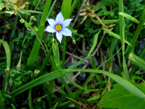 花言葉は 清らかな貴婦人 というオオニワゼキショウの花 5月末の静岡県富士宮市 田貫湖周辺での自然観察 その3 しろうと自然科学者の自然観察日記 楽天ブログ