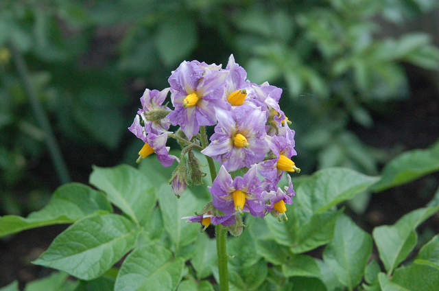 メークインの花s.jpg