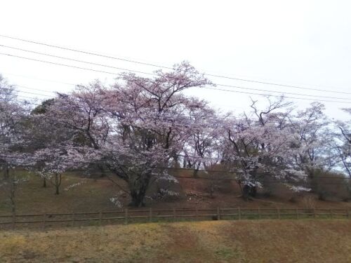 250410atagoyama2.jpg