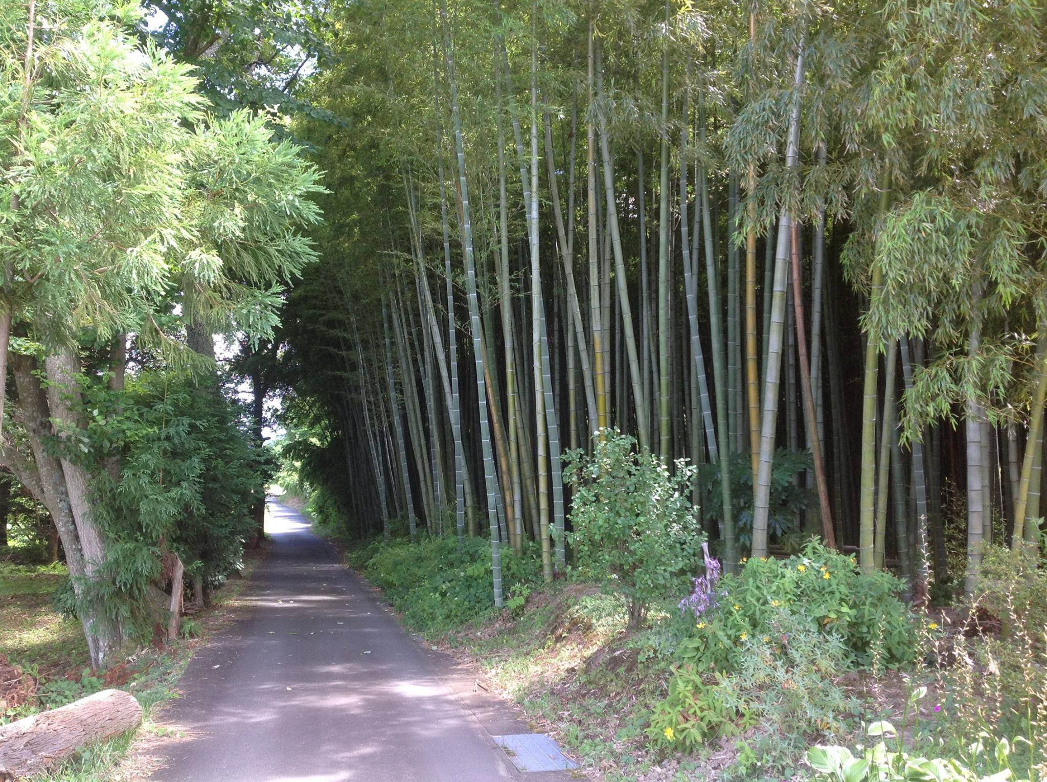 竹林　１.jpg