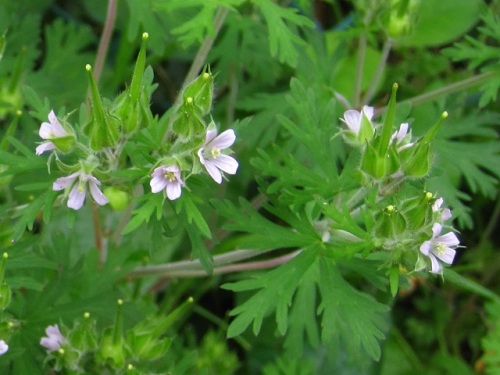 アメリカフウロの花 花言葉は 誰か私に気づいて下さい だそうです 小さい花なので 意識しないと見すごして通り過ぎてしまうかもしれません しろうと自然科学者の自然観察日記 楽天ブログ