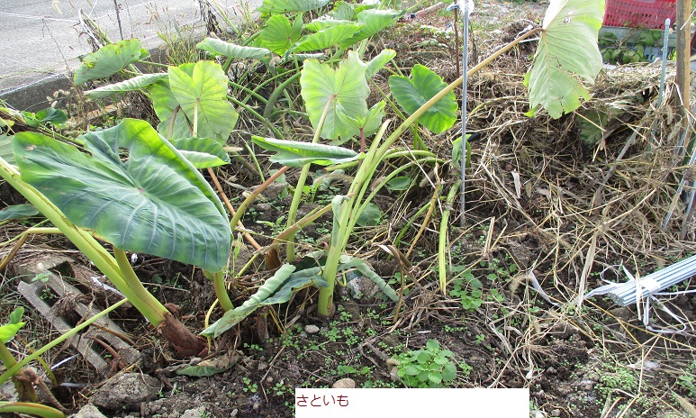 さといも.JPG
