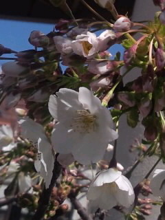 蕾がいっぱいの白桜2015